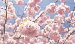 女神爆料樱花视频下载,樱花视频下载攻略大公开